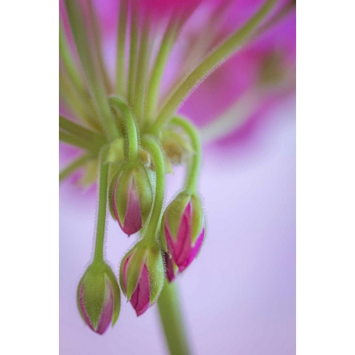 Washington Geranium buds close-up